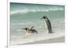 Falkland Islands, East Falkland. King Penguins in Beach Surf-Cathy & Gordon Illg-Framed Photographic Print