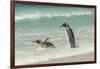 Falkland Islands, East Falkland. King Penguins in Beach Surf-Cathy & Gordon Illg-Framed Photographic Print