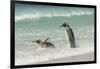 Falkland Islands, East Falkland. King Penguins in Beach Surf-Cathy & Gordon Illg-Framed Photographic Print