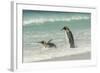 Falkland Islands, East Falkland. King Penguins in Beach Surf-Cathy & Gordon Illg-Framed Photographic Print