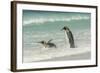 Falkland Islands, East Falkland. King Penguins in Beach Surf-Cathy & Gordon Illg-Framed Photographic Print