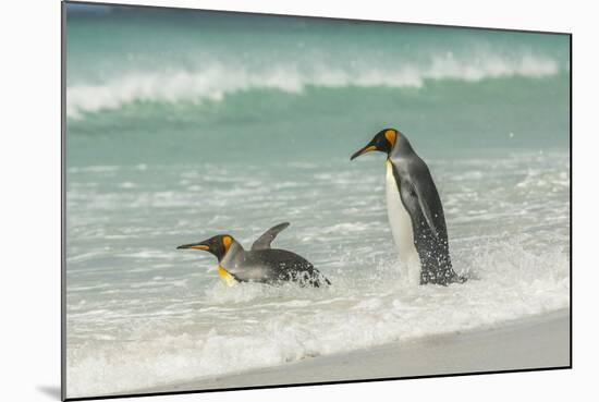 Falkland Islands, East Falkland. King Penguins in Beach Surf-Cathy & Gordon Illg-Mounted Photographic Print