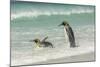 Falkland Islands, East Falkland. King Penguins in Beach Surf-Cathy & Gordon Illg-Mounted Photographic Print