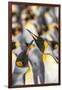 Falkland Islands, East Falkland. King penguins in colony.-Jaynes Gallery-Framed Photographic Print