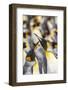 Falkland Islands, East Falkland. King penguins in colony.-Jaynes Gallery-Framed Photographic Print