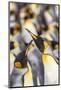 Falkland Islands, East Falkland. King penguins in colony.-Jaynes Gallery-Mounted Photographic Print