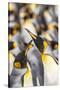 Falkland Islands, East Falkland. King penguins in colony.-Jaynes Gallery-Stretched Canvas