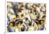 Falkland Islands, East Falkland. King penguins in colony.-Jaynes Gallery-Framed Photographic Print