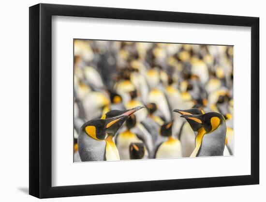 Falkland Islands, East Falkland. King penguins in colony.-Jaynes Gallery-Framed Photographic Print