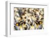 Falkland Islands, East Falkland. King penguins in colony.-Jaynes Gallery-Framed Photographic Print