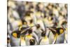 Falkland Islands, East Falkland. King penguins in colony.-Jaynes Gallery-Stretched Canvas