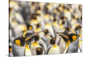 Falkland Islands, East Falkland. King penguins in colony.-Jaynes Gallery-Stretched Canvas