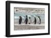 Falkland Islands, East Falkland. King Penguins on Beach-Cathy & Gordon Illg-Framed Photographic Print