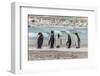 Falkland Islands, East Falkland. King Penguins on Beach-Cathy & Gordon Illg-Framed Photographic Print