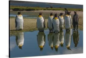 Falkland Islands, East Falkland. King Penguins Reflecting in Water-Cathy & Gordon Illg-Stretched Canvas