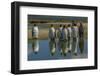 Falkland Islands, East Falkland. King Penguins Reflecting in Water-Cathy & Gordon Illg-Framed Photographic Print