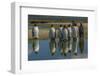 Falkland Islands, East Falkland. King Penguins Reflecting in Water-Cathy & Gordon Illg-Framed Photographic Print