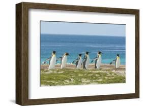 Falkland Islands, East Falkland. King Penguins Walking-Cathy & Gordon Illg-Framed Photographic Print