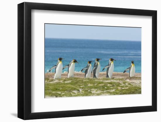 Falkland Islands, East Falkland. King Penguins Walking-Cathy & Gordon Illg-Framed Photographic Print