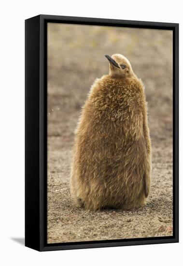 Falkland Islands, East Falkland, Saunders Island. King Penguin Chick-Cathy & Gordon Illg-Framed Stretched Canvas