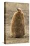 Falkland Islands, East Falkland, Saunders Island. King Penguin Chick-Cathy & Gordon Illg-Stretched Canvas