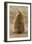 Falkland Islands, East Falkland, Saunders Island. King Penguin Chick-Cathy & Gordon Illg-Framed Photographic Print