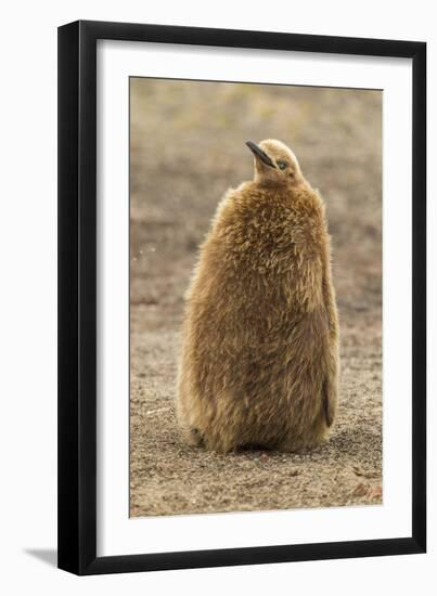 Falkland Islands, East Falkland, Saunders Island. King Penguin Chick-Cathy & Gordon Illg-Framed Photographic Print