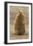 Falkland Islands, East Falkland, Saunders Island. King Penguin Chick-Cathy & Gordon Illg-Framed Photographic Print