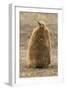 Falkland Islands, East Falkland, Saunders Island. King Penguin Chick-Cathy & Gordon Illg-Framed Photographic Print