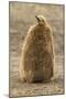 Falkland Islands, East Falkland, Saunders Island. King Penguin Chick-Cathy & Gordon Illg-Mounted Photographic Print