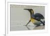 Falkland Islands, East Falkland, Volunteer Point. King penguin on beach.-Jaynes Gallery-Framed Photographic Print