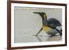 Falkland Islands, East Falkland, Volunteer Point. King penguin on beach.-Jaynes Gallery-Framed Photographic Print