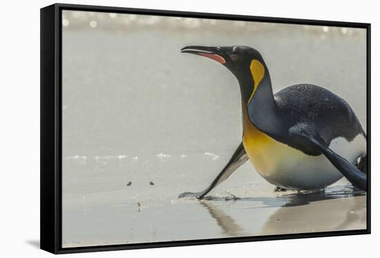 Falkland Islands, East Falkland, Volunteer Point. King penguin on beach.-Jaynes Gallery-Framed Stretched Canvas