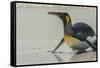 Falkland Islands, East Falkland, Volunteer Point. King penguin on beach.-Jaynes Gallery-Framed Stretched Canvas