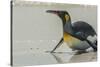 Falkland Islands, East Falkland, Volunteer Point. King penguin on beach.-Jaynes Gallery-Stretched Canvas