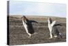 Falkland Islands. Gentoo Penguin Chicks Only Fed after a Wild Pursuit-Martin Zwick-Stretched Canvas