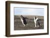 Falkland Islands. Gentoo Penguin Chicks Only Fed after a Wild Pursuit-Martin Zwick-Framed Photographic Print