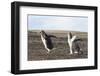 Falkland Islands. Gentoo Penguin Chicks Only Fed after a Wild Pursuit-Martin Zwick-Framed Photographic Print