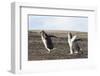 Falkland Islands. Gentoo Penguin Chicks Only Fed after a Wild Pursuit-Martin Zwick-Framed Photographic Print