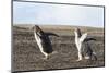 Falkland Islands. Gentoo Penguin Chicks Only Fed after a Wild Pursuit-Martin Zwick-Mounted Photographic Print