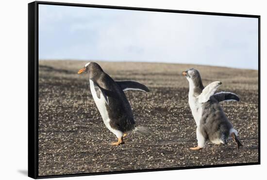 Falkland Islands. Gentoo Penguin Chicks Only Fed after a Wild Pursuit-Martin Zwick-Framed Stretched Canvas