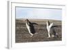 Falkland Islands. Gentoo Penguin Chicks Only Fed after a Wild Pursuit-Martin Zwick-Framed Photographic Print