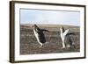 Falkland Islands. Gentoo Penguin Chicks Only Fed after a Wild Pursuit-Martin Zwick-Framed Photographic Print