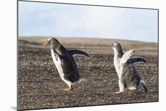 Falkland Islands. Gentoo Penguin Chicks Only Fed after a Wild Pursuit-Martin Zwick-Mounted Photographic Print