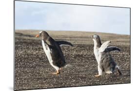Falkland Islands. Gentoo Penguin Chicks Only Fed after a Wild Pursuit-Martin Zwick-Mounted Photographic Print