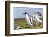 Falkland Islands. Gentoo Penguin Chicks Only Fed after a Wild Pursuit-Martin Zwick-Framed Photographic Print