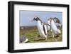 Falkland Islands. Gentoo Penguin Chicks Only Fed after a Wild Pursuit-Martin Zwick-Framed Photographic Print