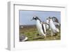 Falkland Islands. Gentoo Penguin Chicks Only Fed after a Wild Pursuit-Martin Zwick-Framed Photographic Print