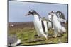 Falkland Islands. Gentoo Penguin Chicks Only Fed after a Wild Pursuit-Martin Zwick-Mounted Photographic Print