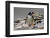 Falkland Islands, Gentoo Penguin climbs onto the beach.-Howie Garber-Framed Photographic Print